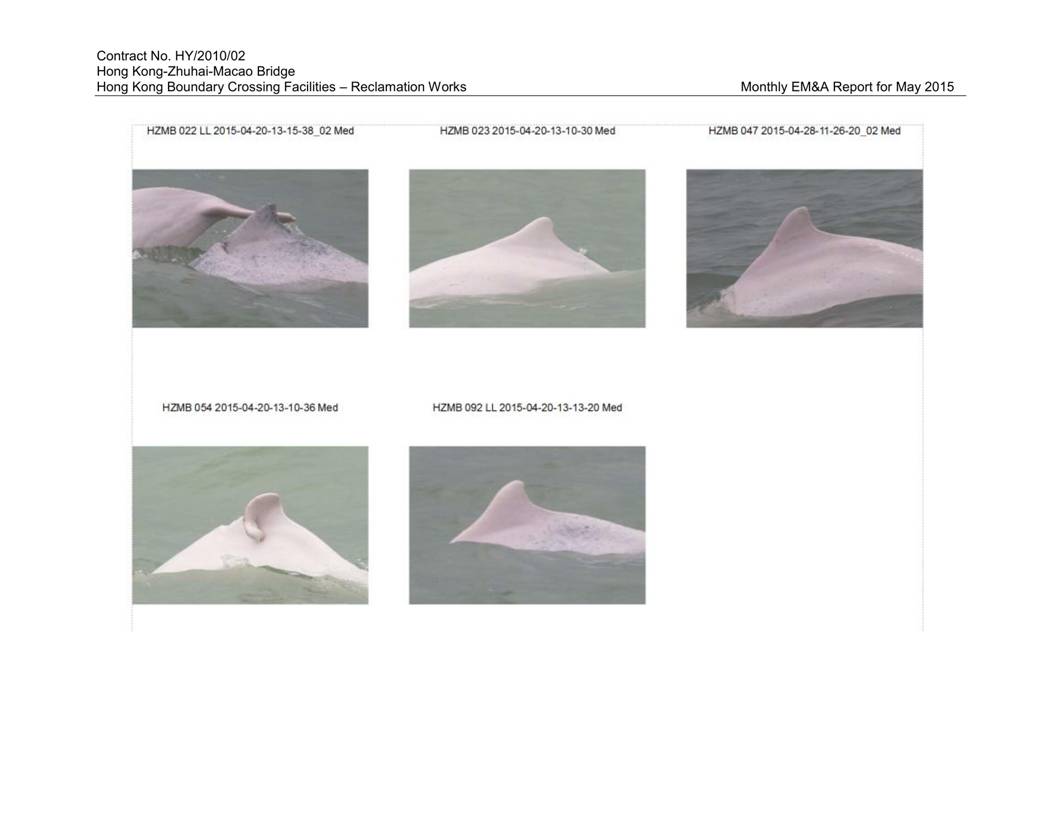 App K Impact Dolphin Monitoring Survey Sightings (May 2015)_12.jpg