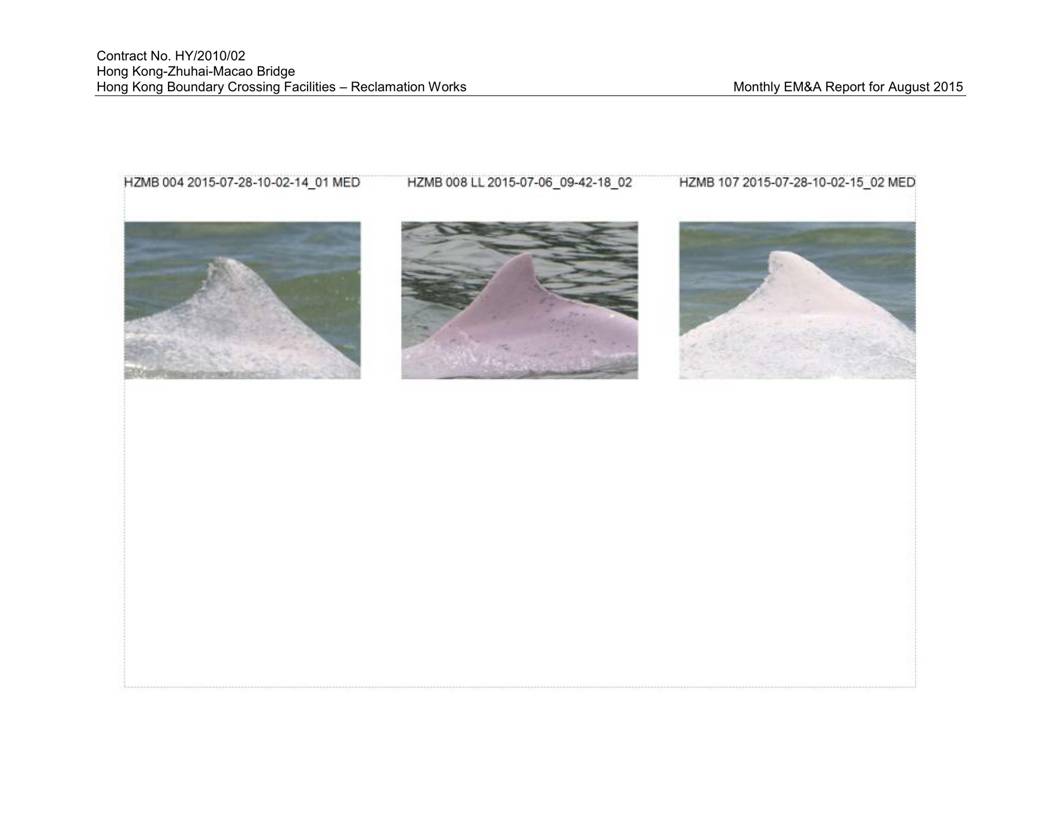 App K Impact Dolphin Monitoring Survey Sightings (August 2015)_13.jpg