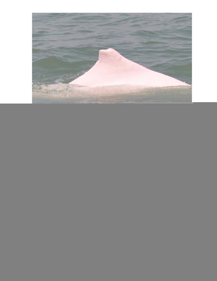 App_H Dolphin monitoring.pdf_46.jpg