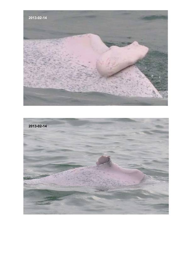 App H Dolphin Monitoring.pdf_041.jpg