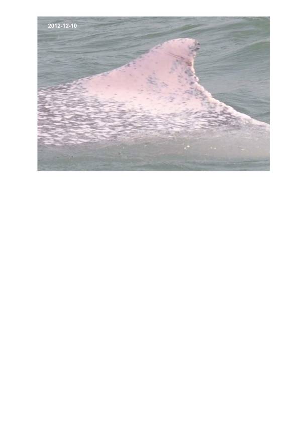 App H Dolphin Monitoring.pdf_051.jpg