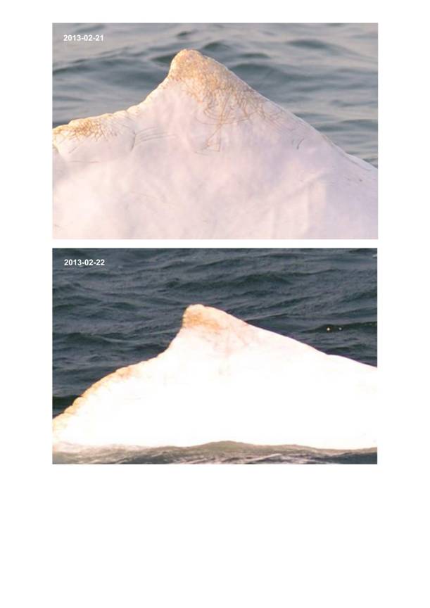 App H Dolphin Monitoring.pdf_054.jpg