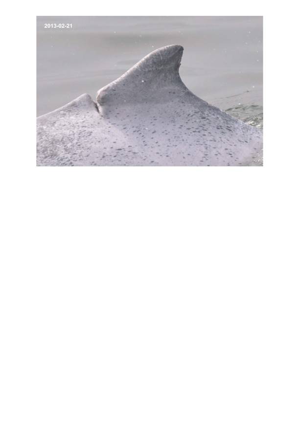 App H Dolphin Monitoring.pdf_061.jpg