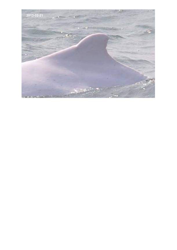 App H Dolphin Monitoring.pdf_065.jpg