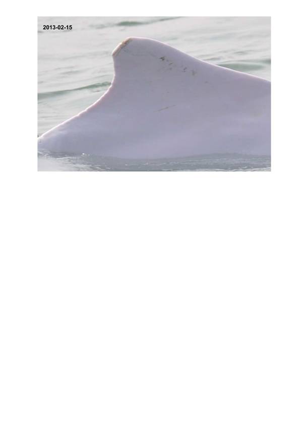 App H Dolphin Monitoring.pdf_069.jpg