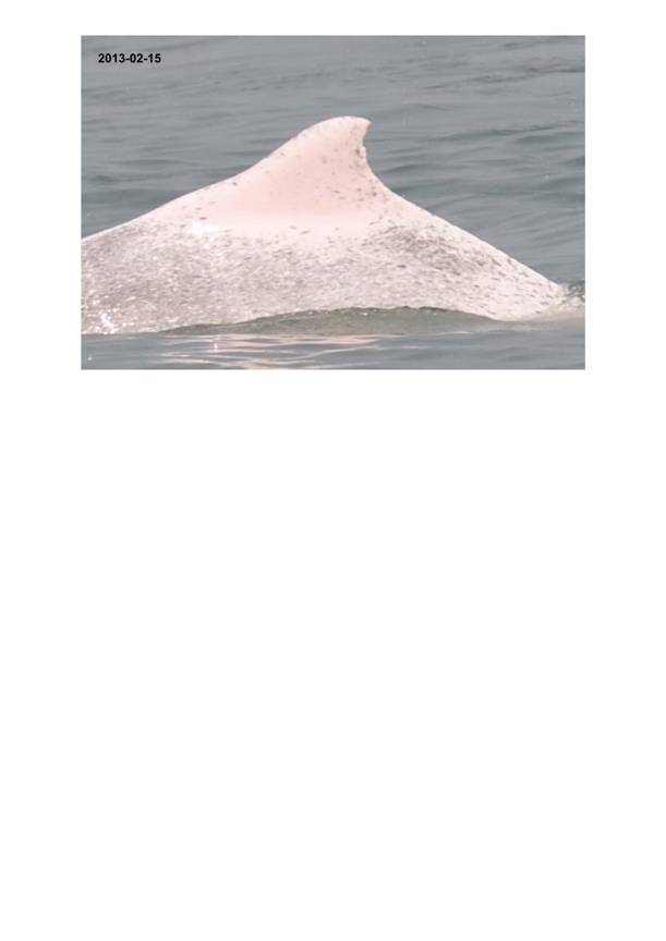 App H Dolphin Monitoring.pdf_071.jpg