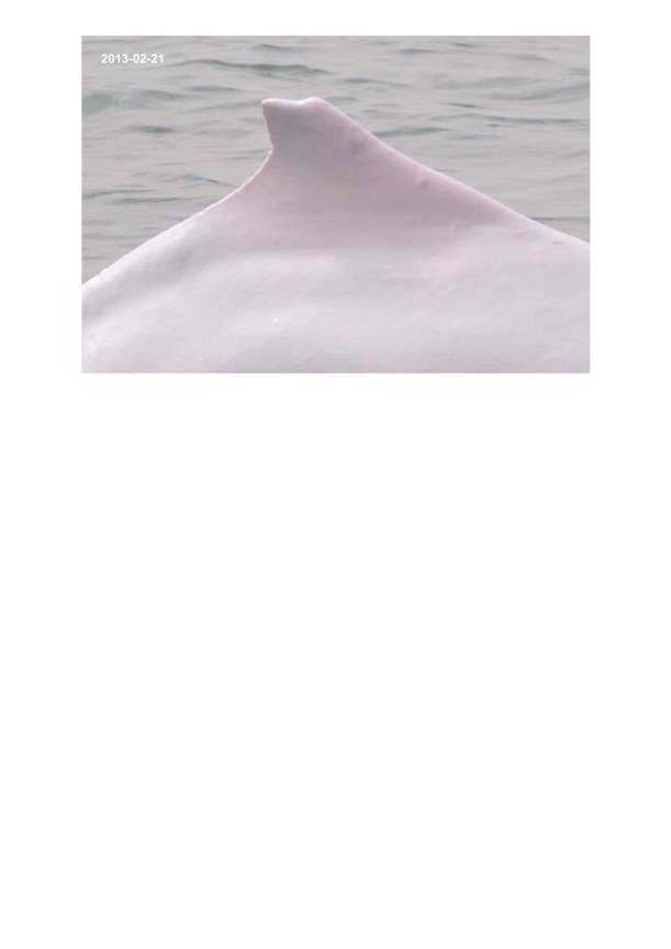 App H Dolphin Monitoring.pdf_073.jpg