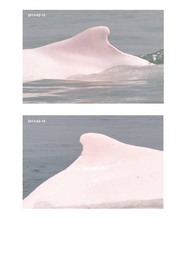 App H Dolphin Monitoring.pdf_075.jpg