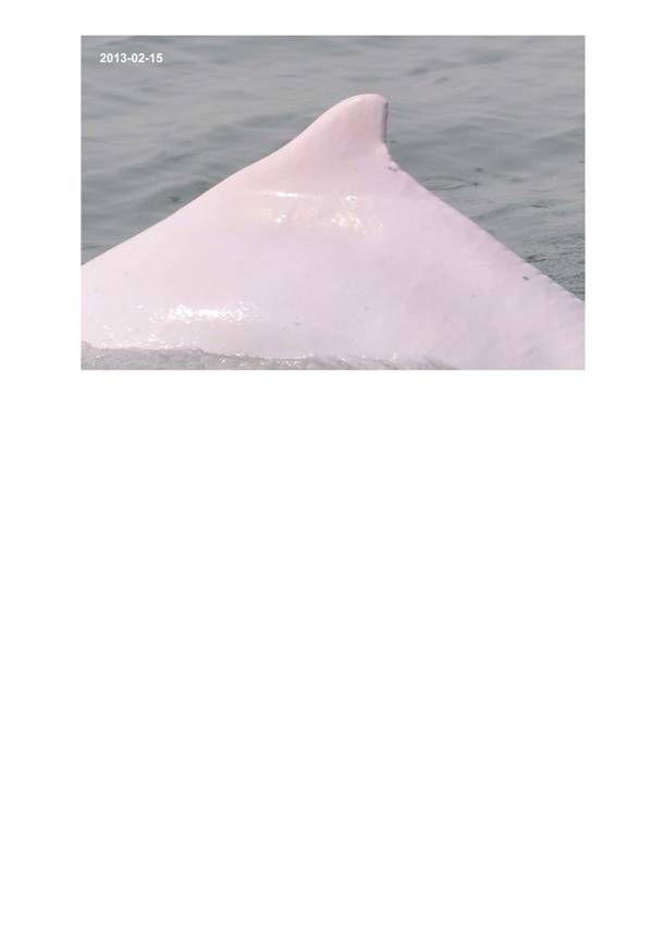 App H Dolphin Monitoring.pdf_080.jpg