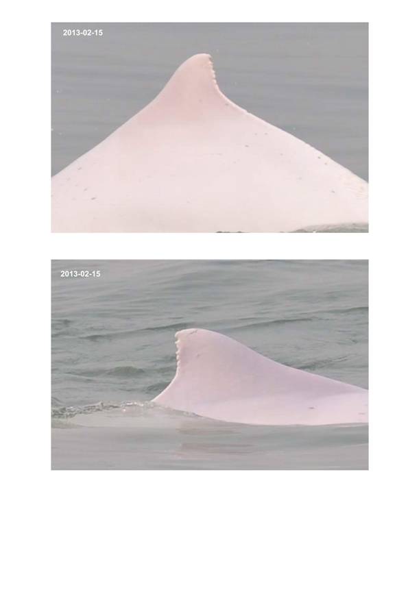 App H Dolphin Monitoring.pdf_082.jpg