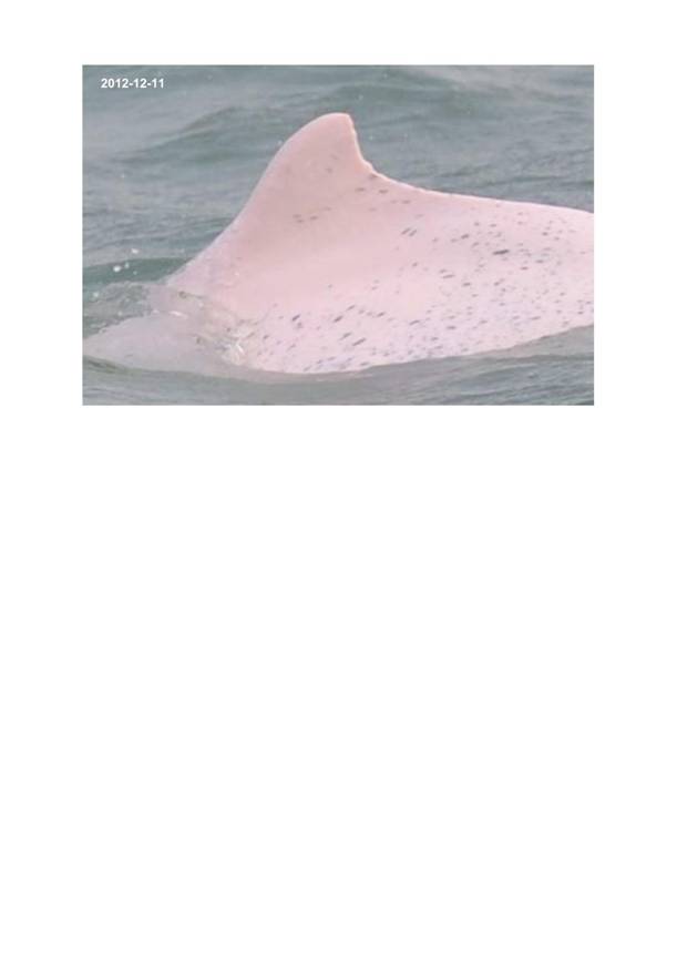 App H Dolphin Monitoring.pdf_087.jpg