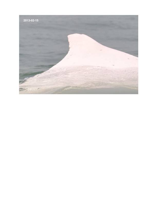 App H Dolphin Monitoring.pdf_098.jpg