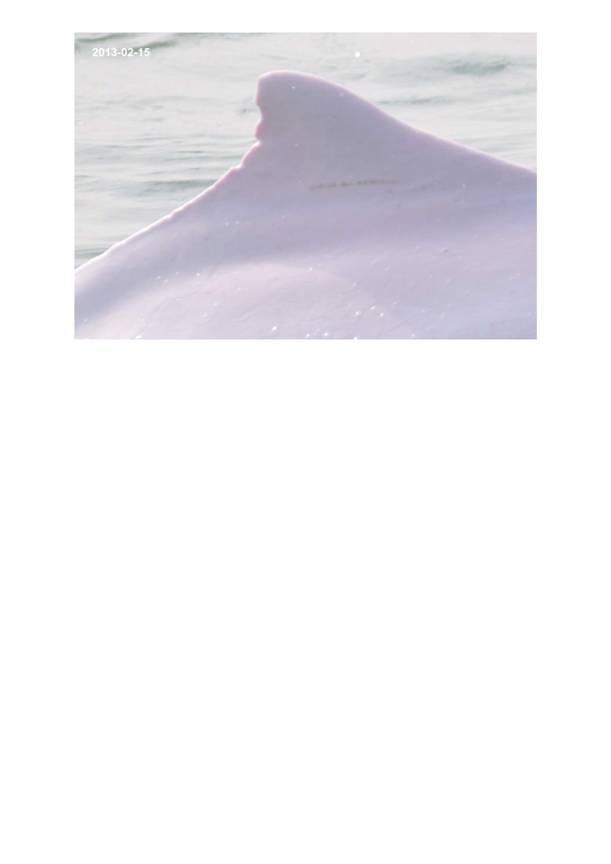 App H Dolphin Monitoring.pdf_105.jpg